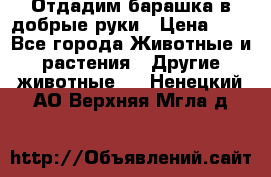 Отдадим барашка в добрые руки › Цена ­ 1 - Все города Животные и растения » Другие животные   . Ненецкий АО,Верхняя Мгла д.